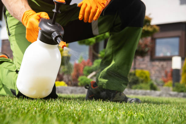 Best Mosquito Control Services  in Virginia, MN