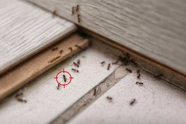 Best Cockroach Control Services  in Virginia, MN