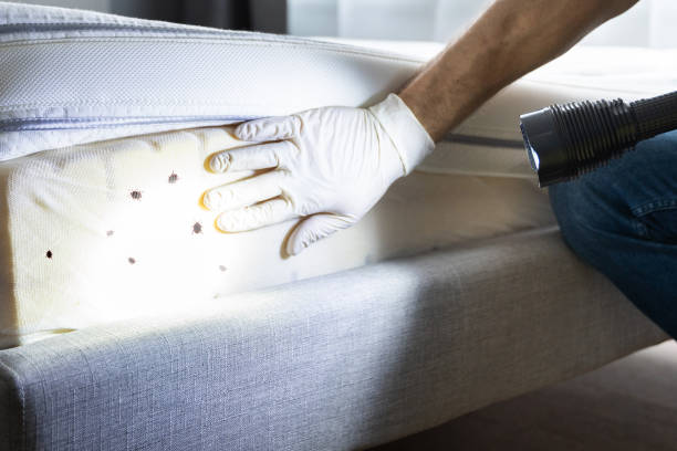 Best Best Pest Control Near Me  in Virginia, MN