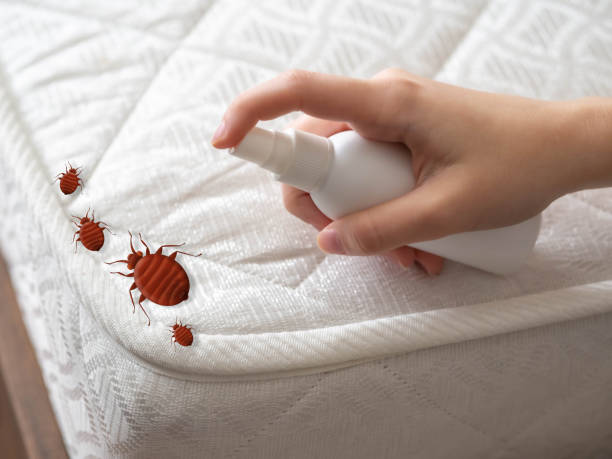Best Pest Control Near Me  in Virginia, MN