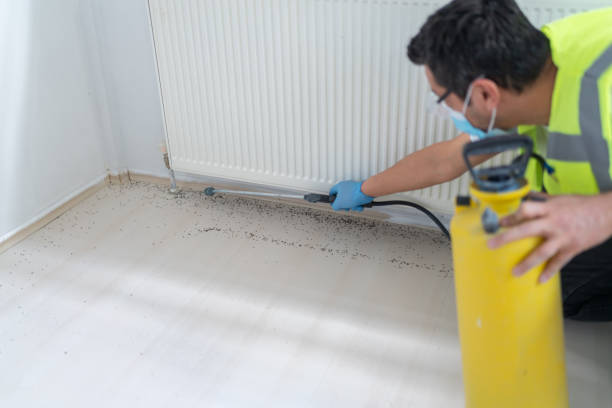 Best Ant Control Services  in Virginia, MN